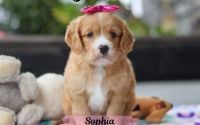Female Mini Golden Retriever Pup - Sophia