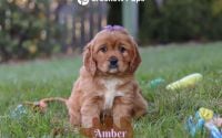 Female Mini Golden Retriever Pup - Amber