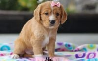 Female Mini Golden Retriever Pup - Mia