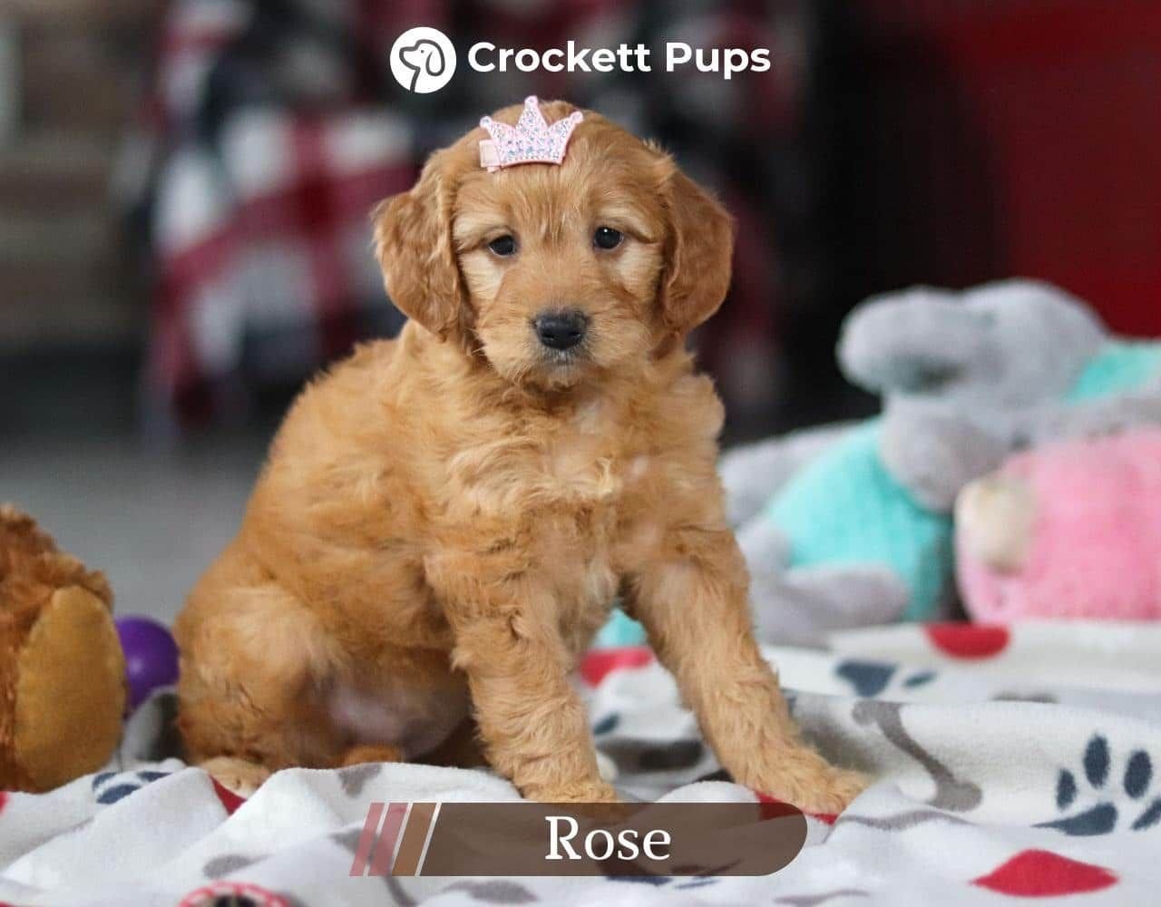 Female Mini Golden Retriever Pup - Rose