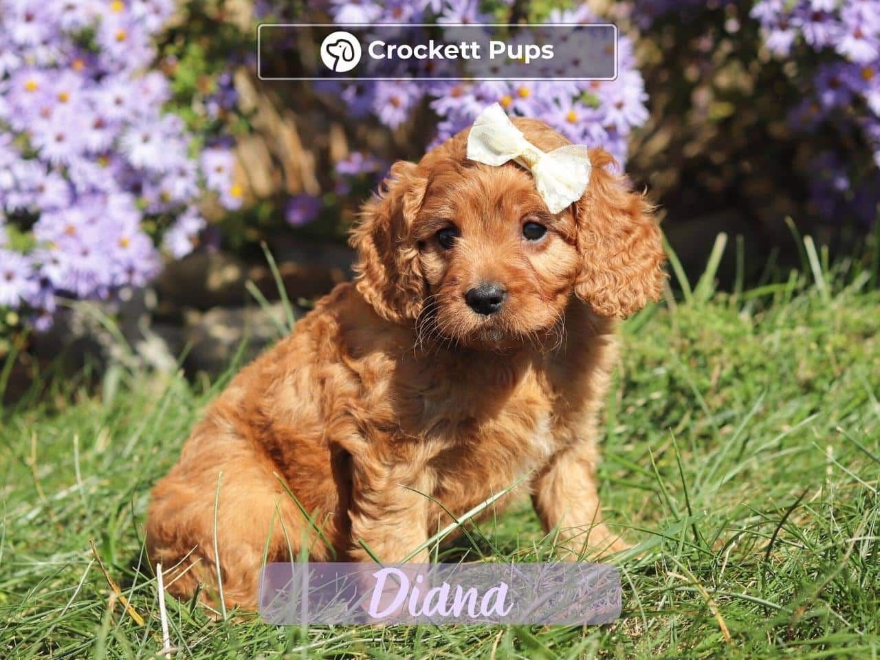 Female Mini Golden Retriever Pup - Diana