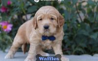 Male Mini Golden Retriever Pup - Waffles