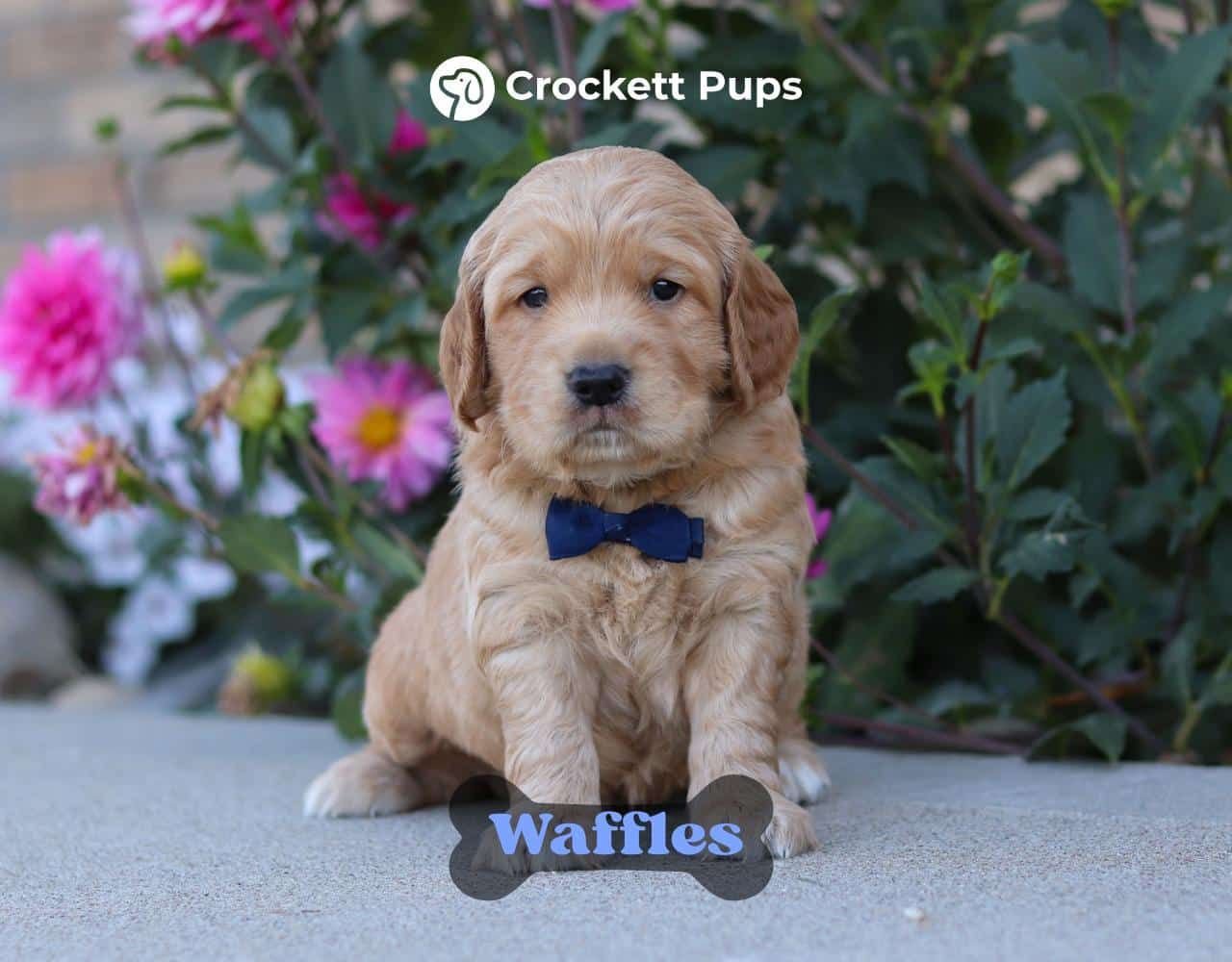 Male Mini Golden Retriever Pup - Waffles