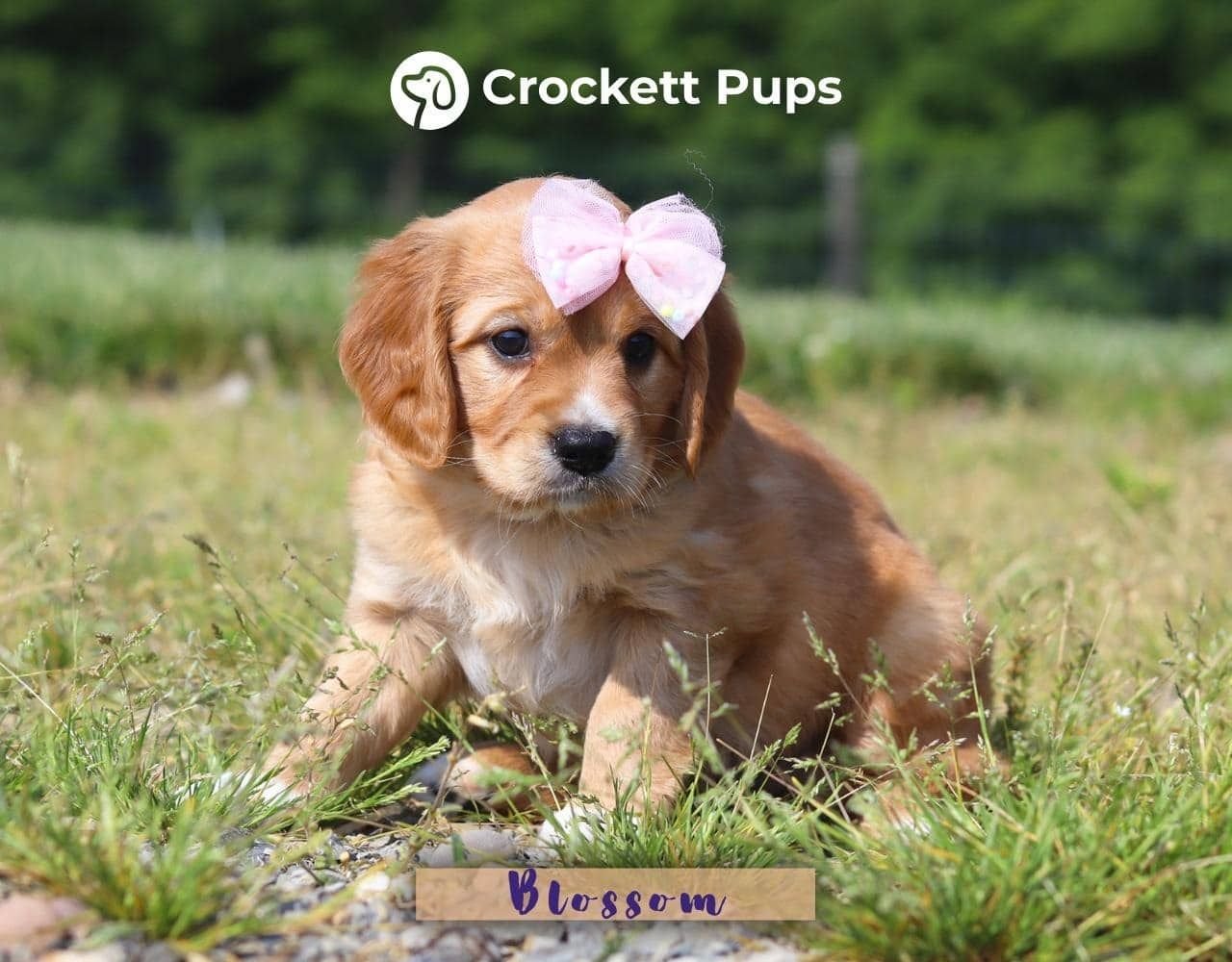 Female Mini Golden Retriever Pup - Blossom