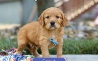 Male Mini Golden Retriever Pup - Scout