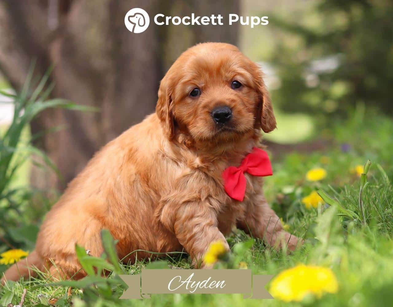 Male Mini Golden Retriever Pup - Ayden