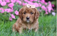 Female Mini Golden Retriever Pup - Bailey