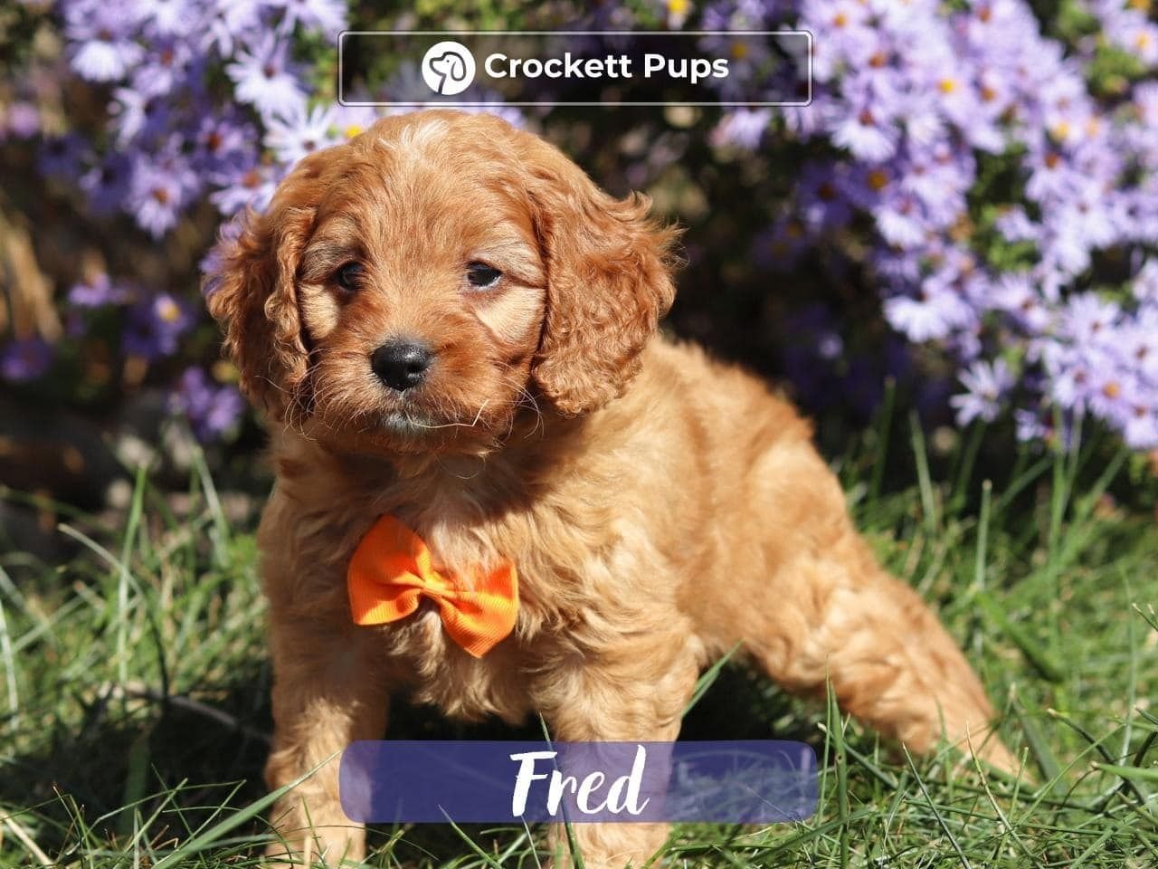 Male Mini Golden Retriever Pup - Fred