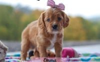 Female Mini Golden Retriever Pup - Emma