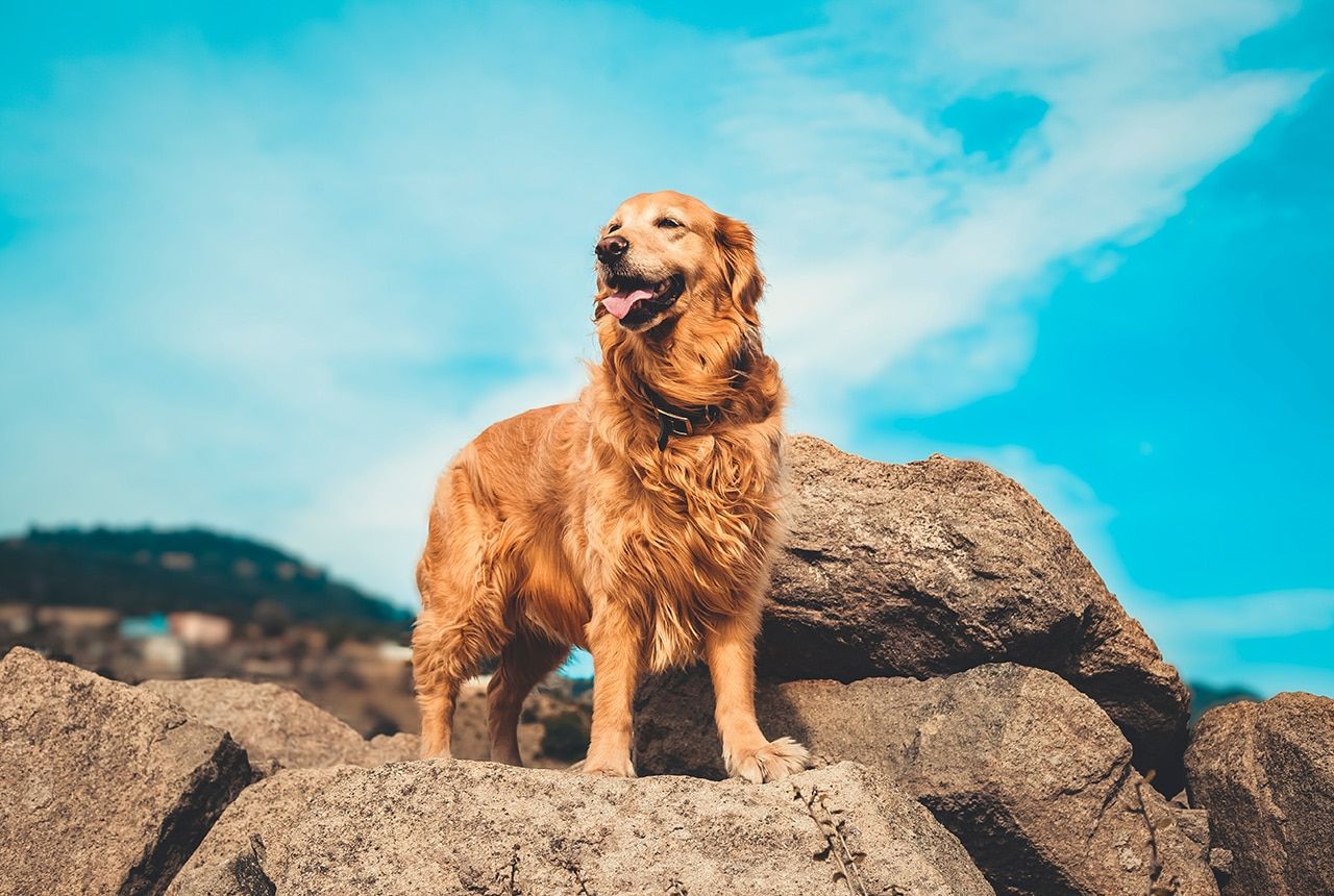 Comparison of Miniature Golden Retriever and Golden Retriever breeds