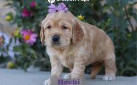 Female Mini Golden Retriever Pup - Mochi