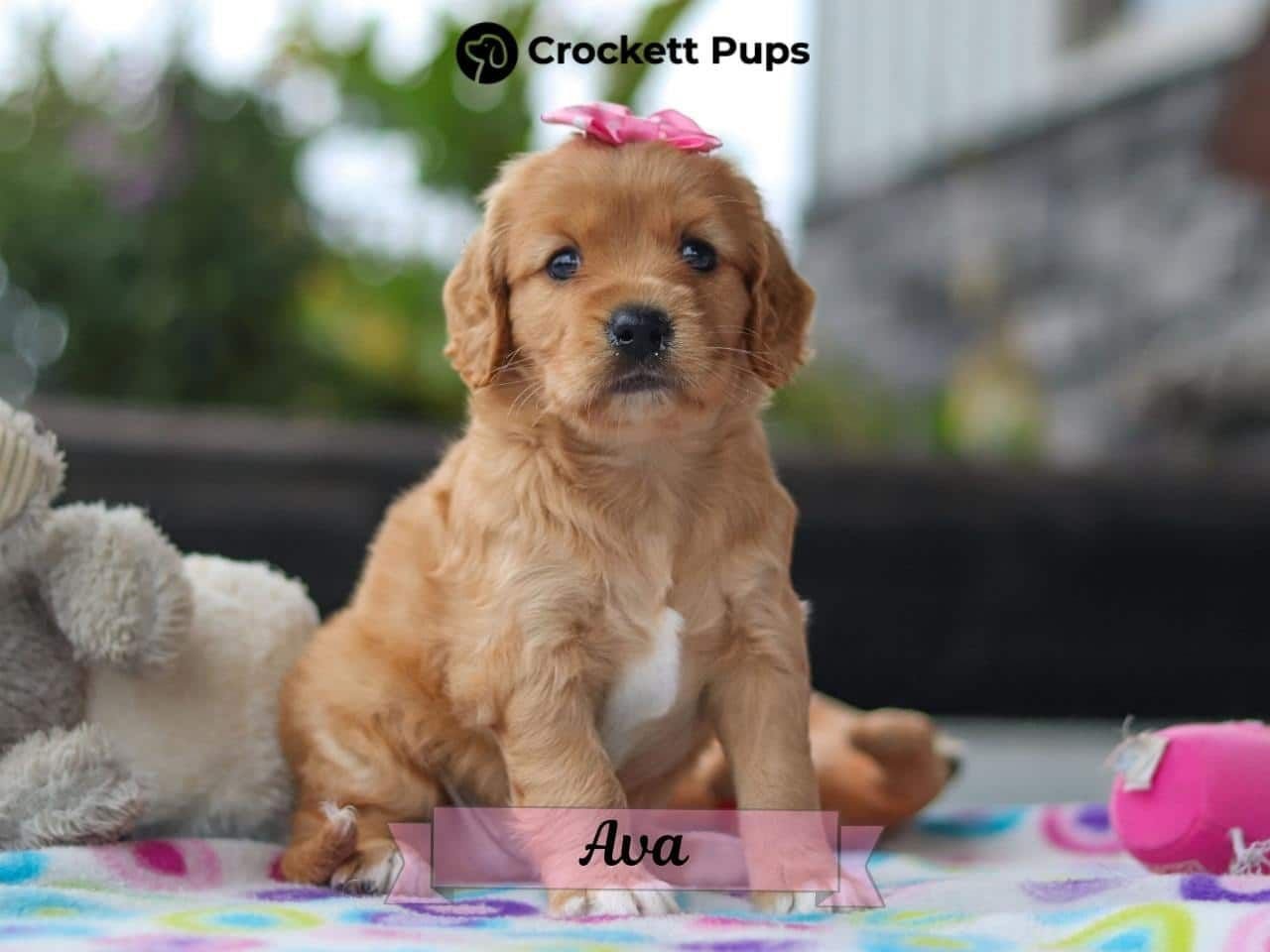 Female Mini Golden Retriever Pup - Ava