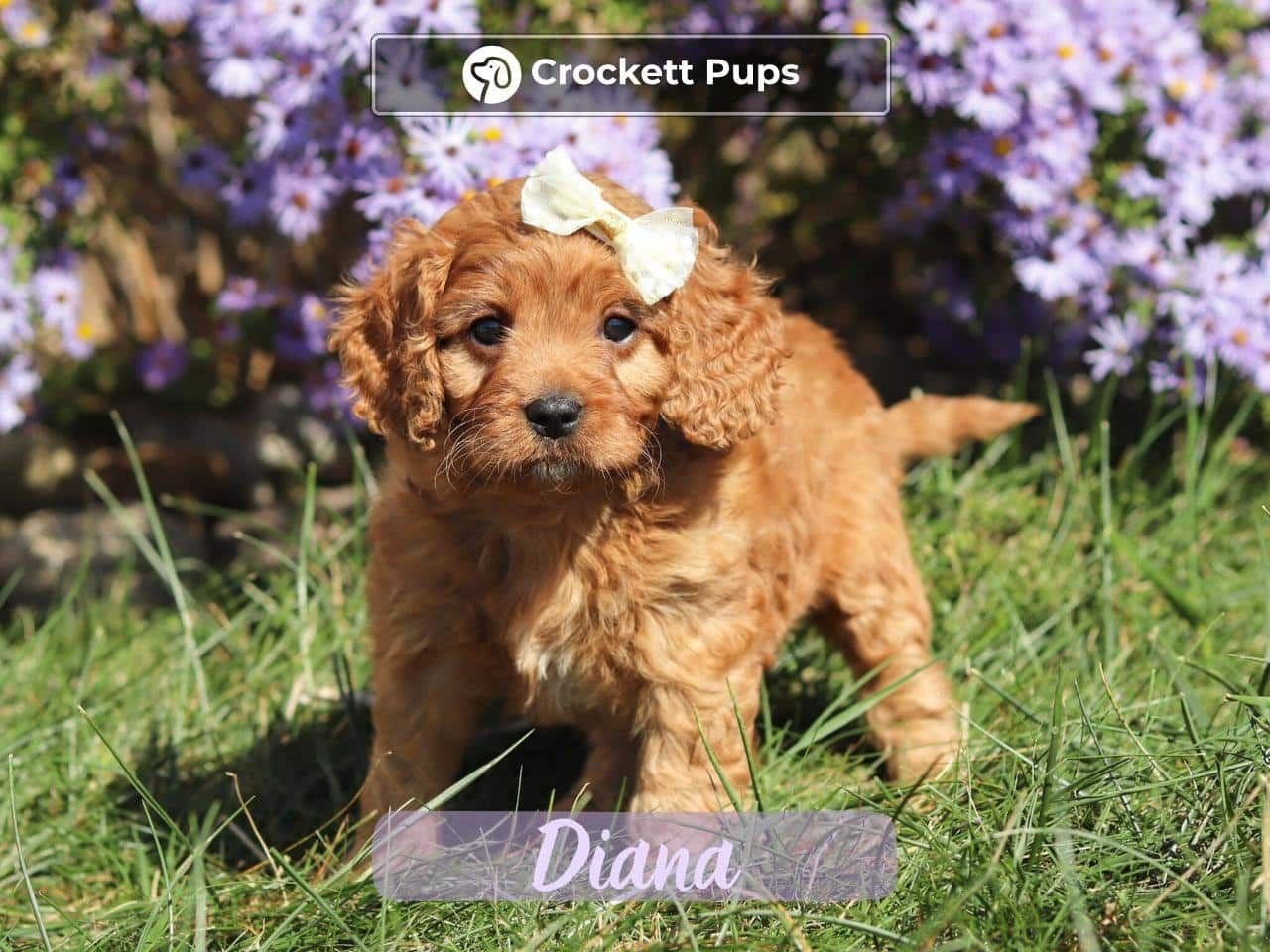 Female Mini Golden Retriever Pup - Diana