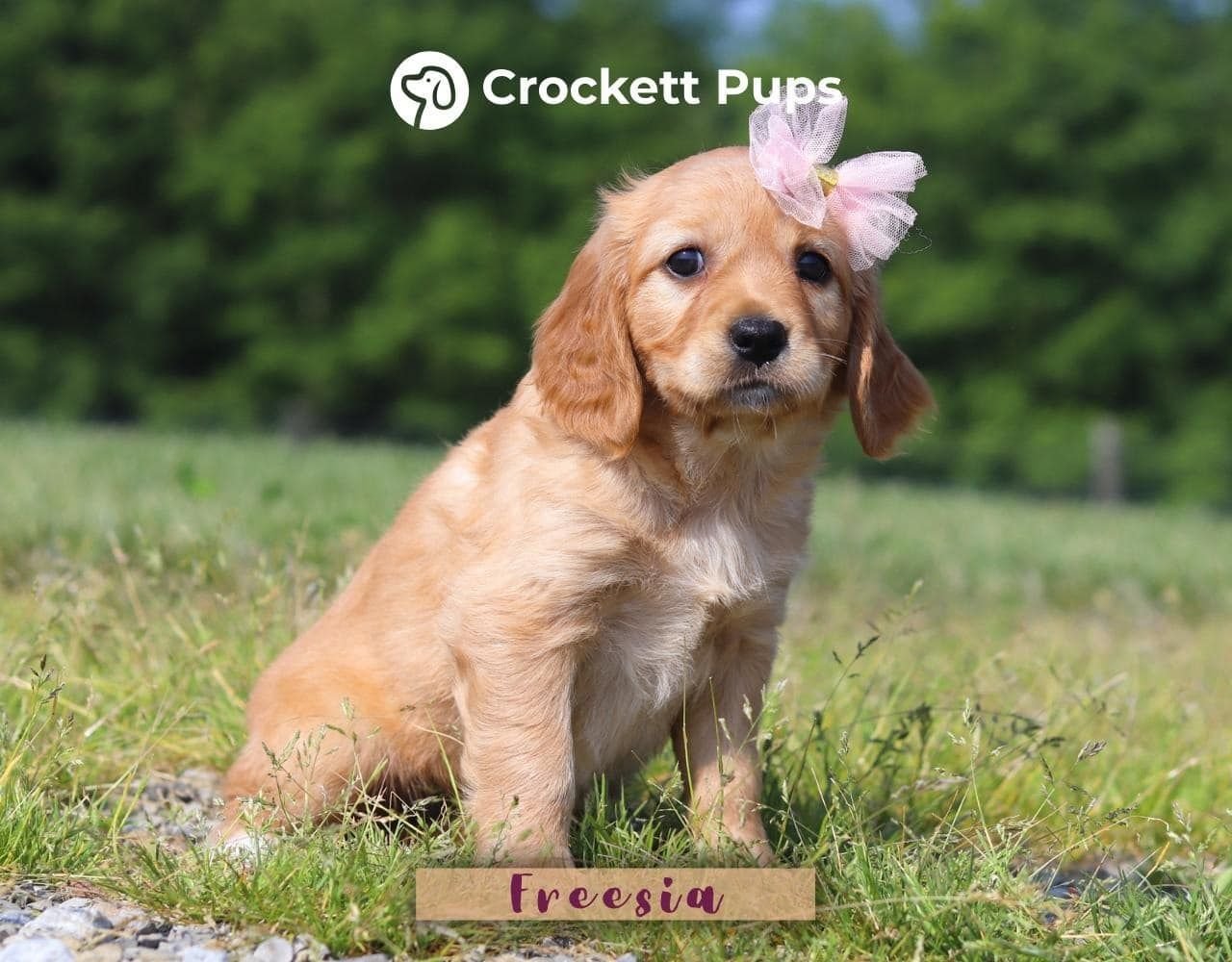 Female Mini Golden Retriever Pup - Violet