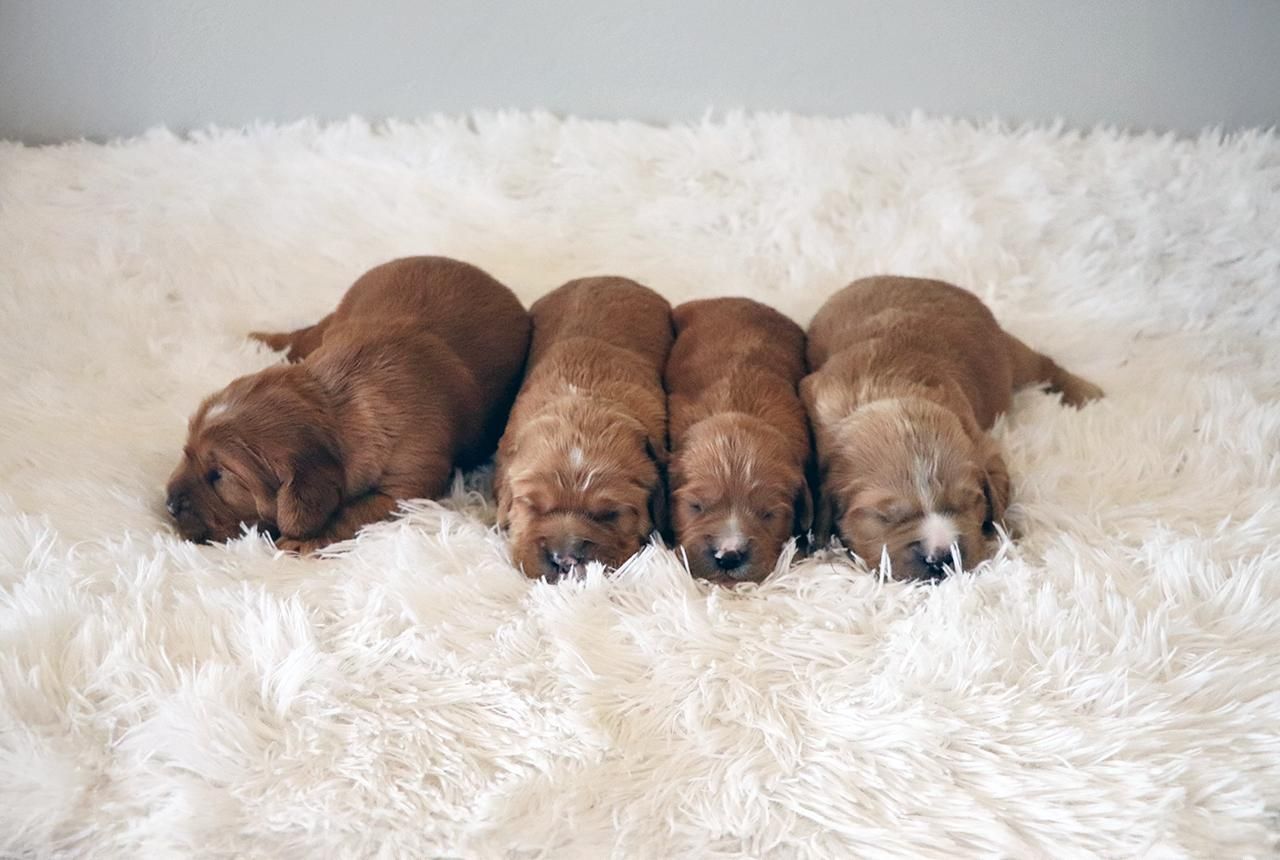 Mini Golden Retriever Puppies - Born August 23, 2025