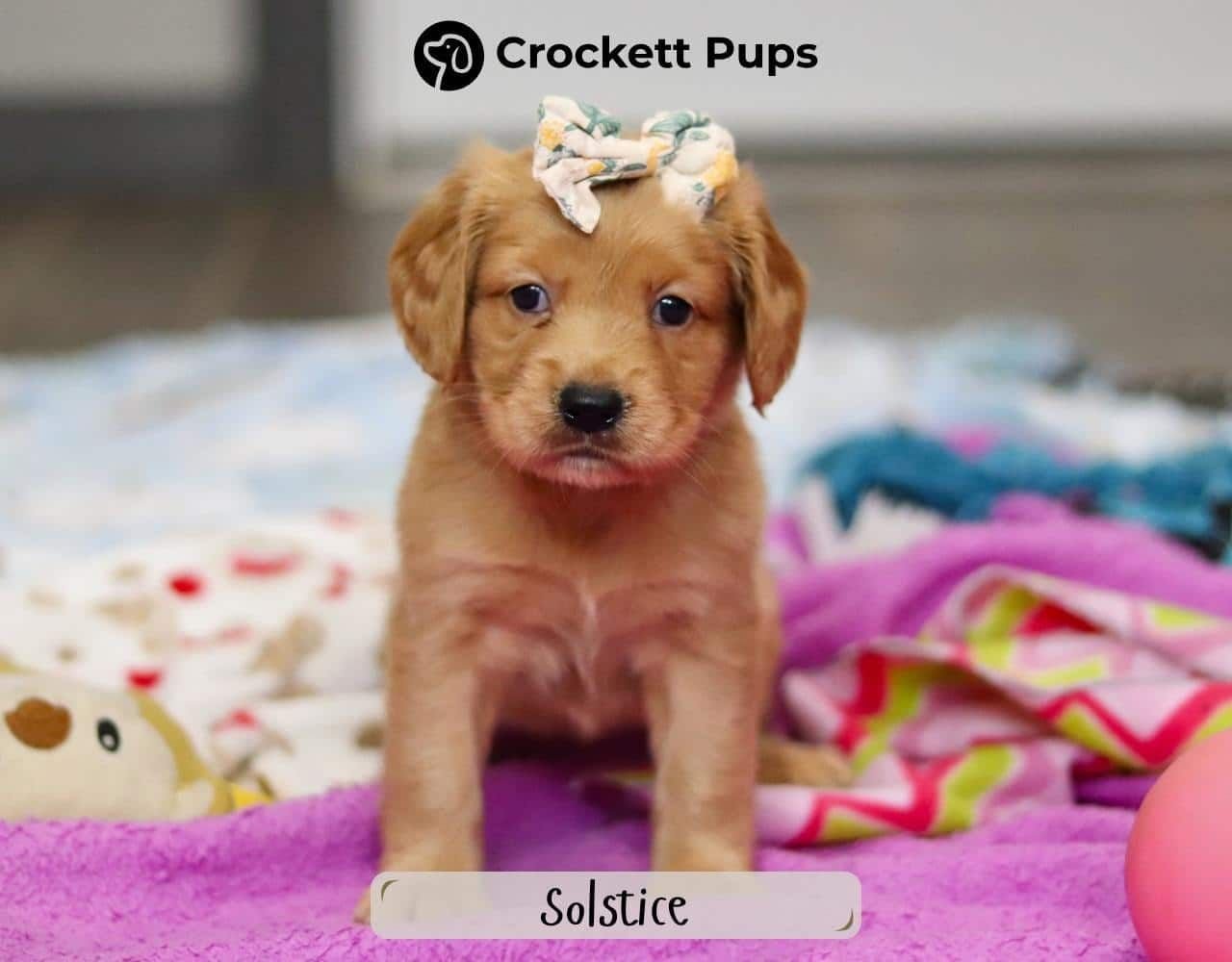Female Mini Golden Retriever Pup - Solstice