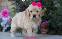 Female Mini Golden Retriever Pup - Daisy