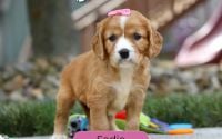 Female Mini Golden Retriever Pup - Sadie