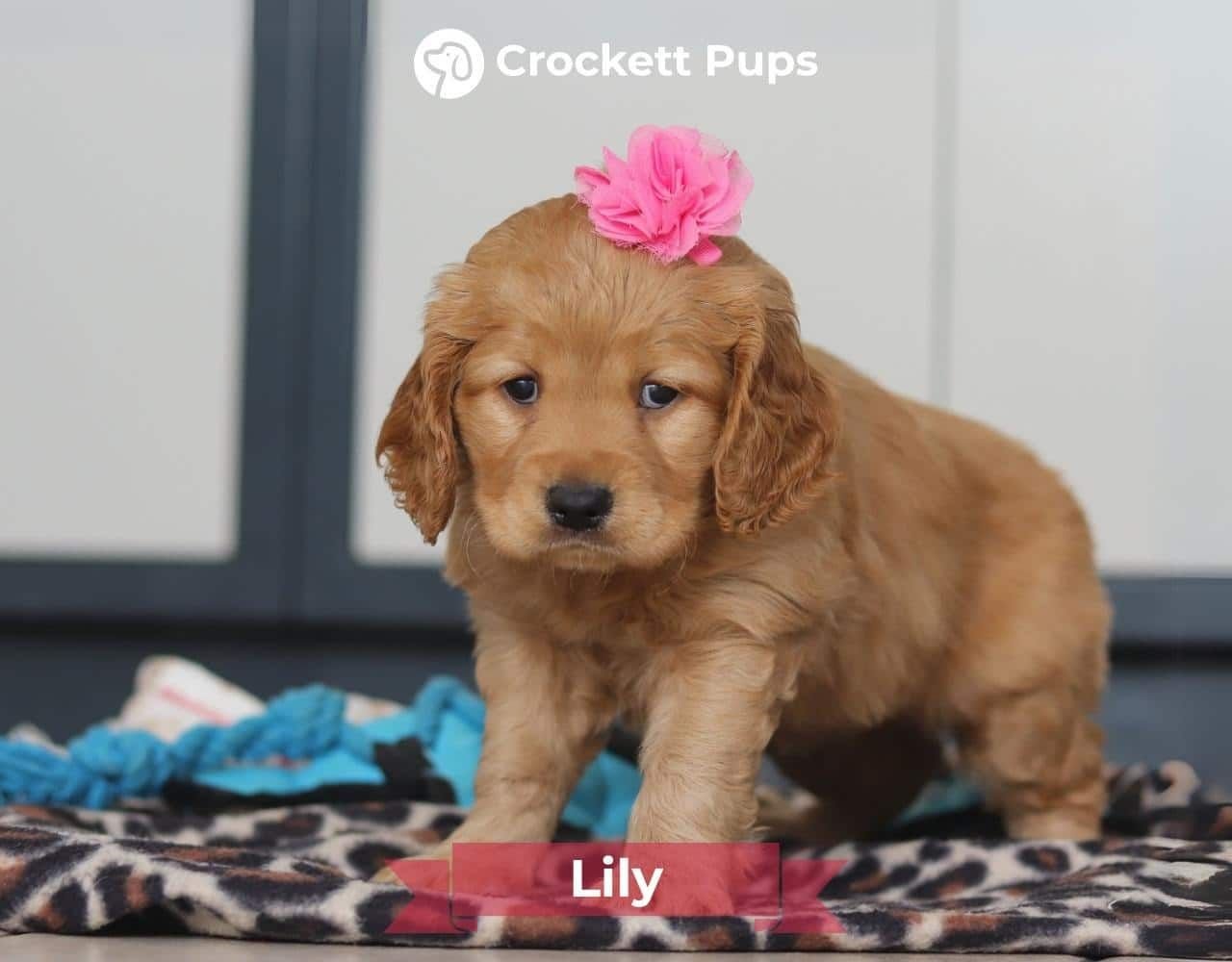 Female Mini Golden Retriever Pup - Lily