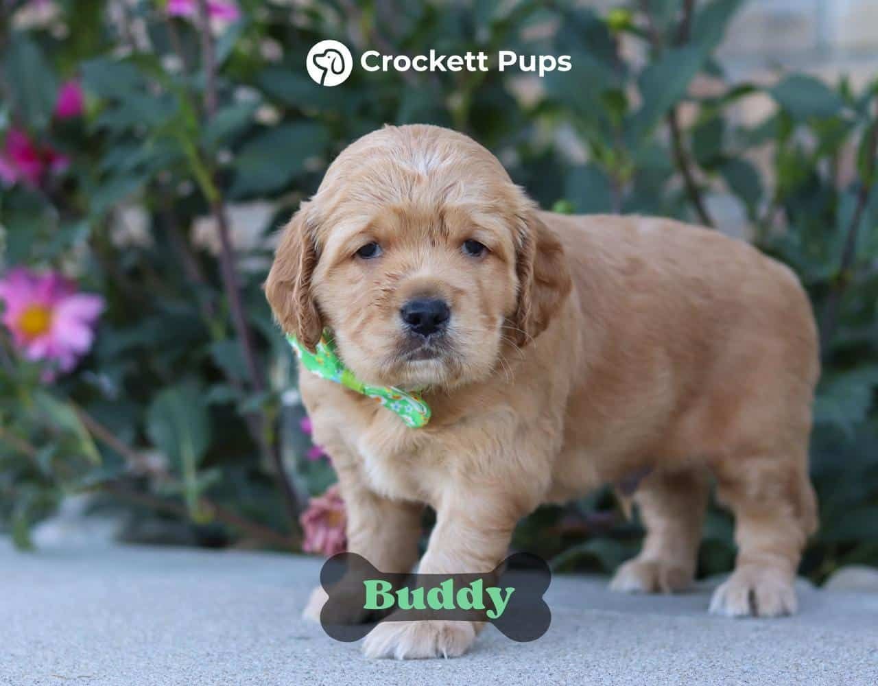 Male Mini Golden Retriever Pup - Buddy