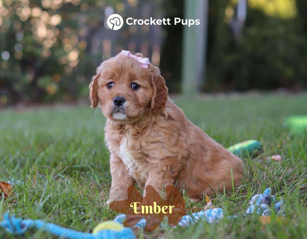 Female Mini Golden Retriever Pup - Ember