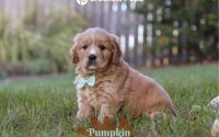 Male Mini Golden Retriever Pup - Pumpkin