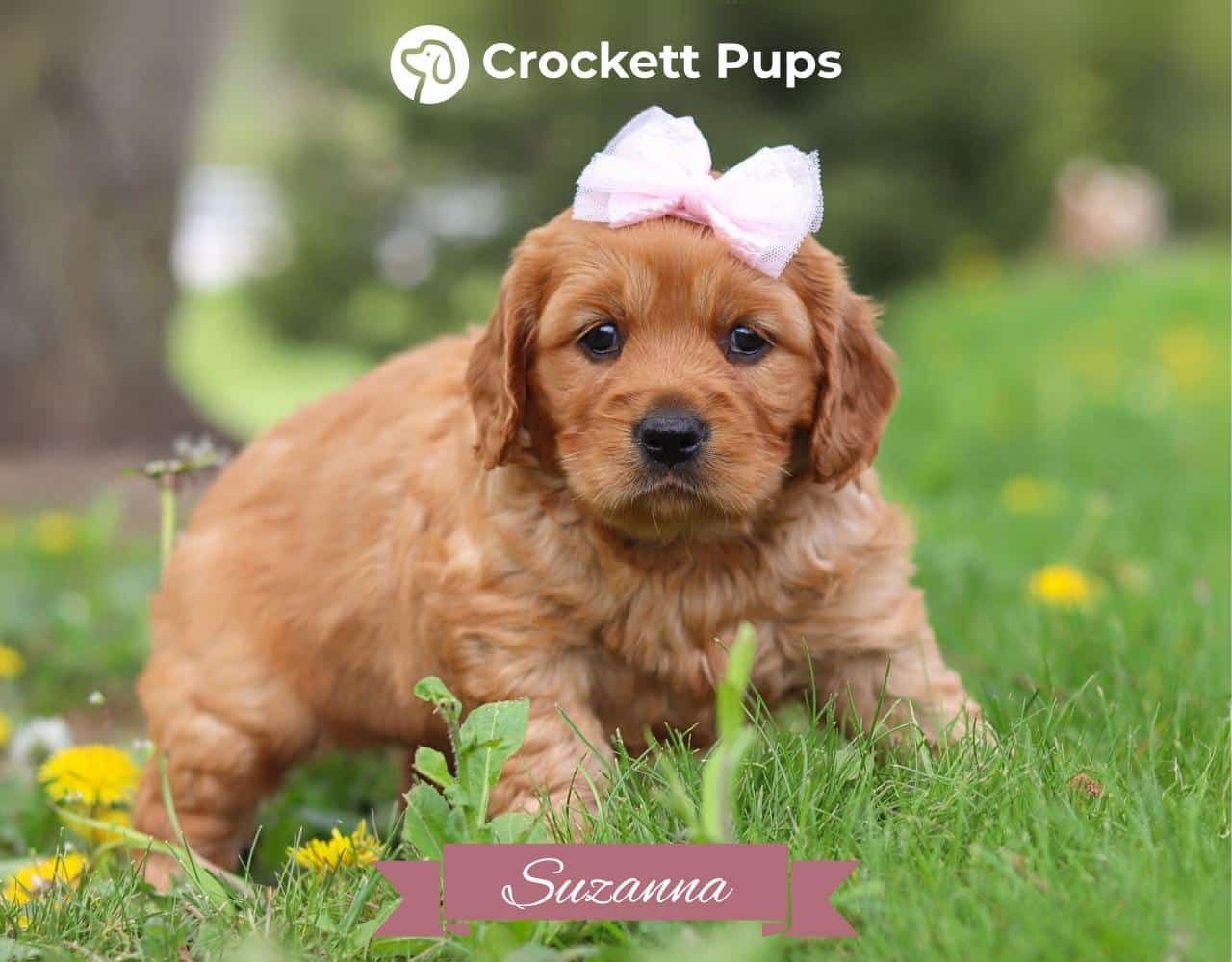Female Mini Golden Retriever Pup - Suzanna