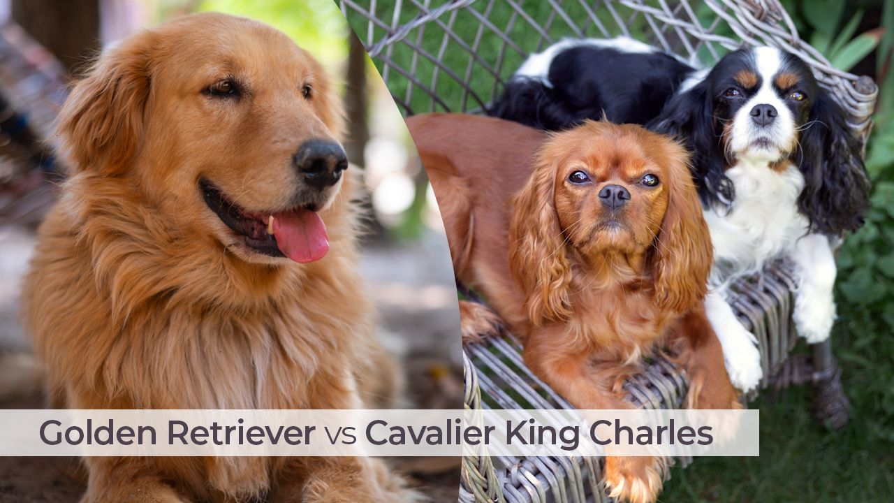 Golden Retriever vs Cavalier