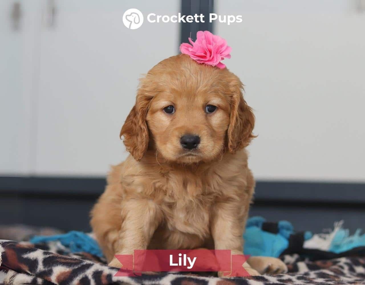 Female Mini Golden Retriever Pup - Lily