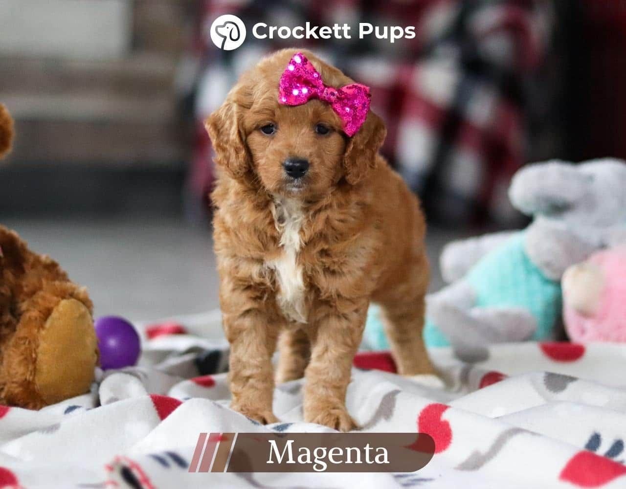 Female Mini Golden Retriever Pup - Magenta