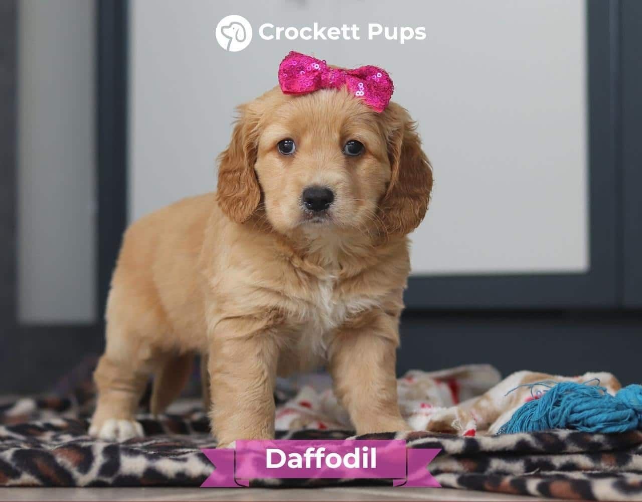 Female Mini Golden Retriever Pup - Daffodil