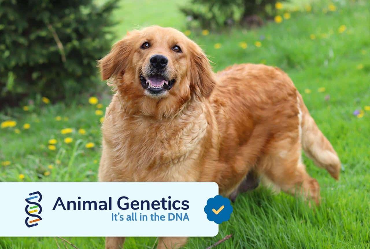 Golden Retriver Mom - Jessie