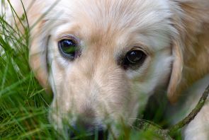 Retriever Puppy in the Grass
