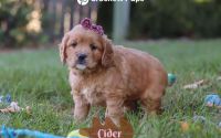 Female Mini Golden Retriever Pup - Cider