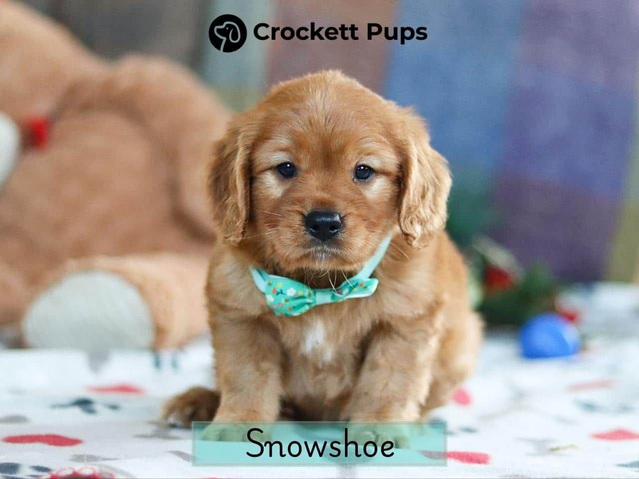 Male Mini Golden Retriever Pup - Snowshoe