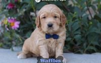 Male Mini Golden Retriever Pup - Waffles