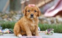 Female Mini Golden Retriever Pup - Willow