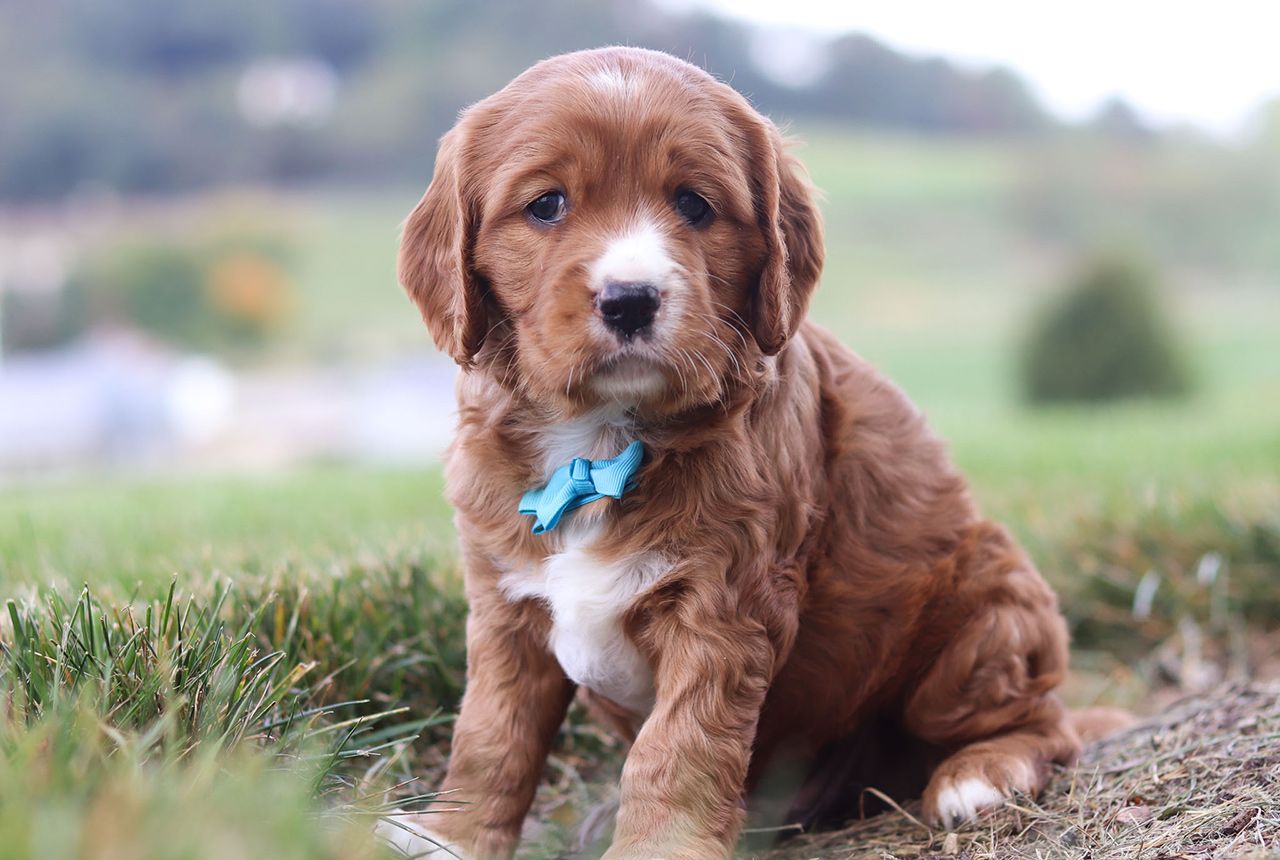 Male Mini Golden Retriever Pup - Buddy