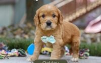 Male Mini Golden Retriever Pup - Oakley