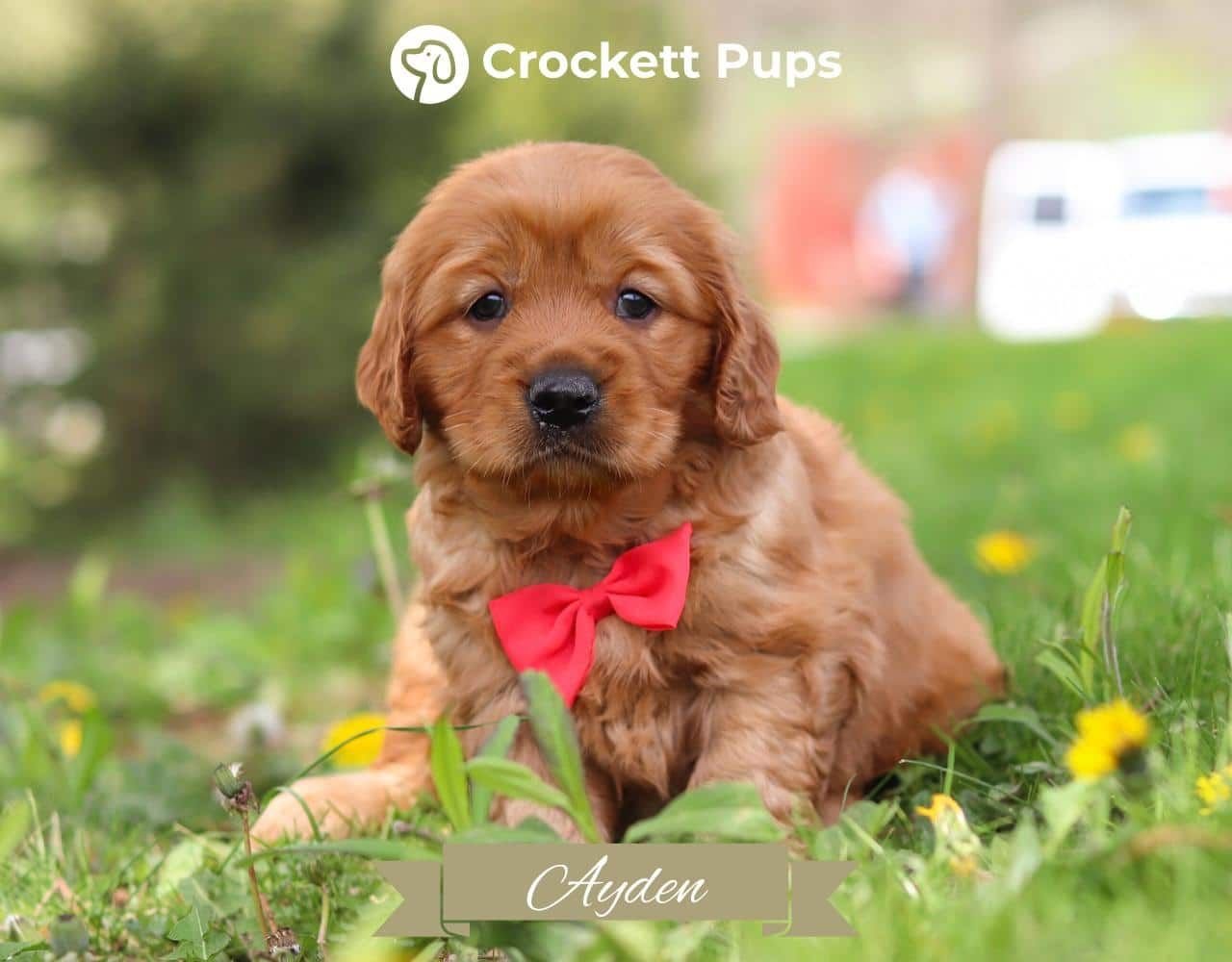 Male Mini Golden Retriever Pup - Ayden