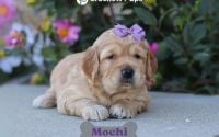 Female Mini Golden Retriever Pup - Mochi