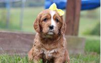 Female Mini Golden Retriever Pup - Daisy