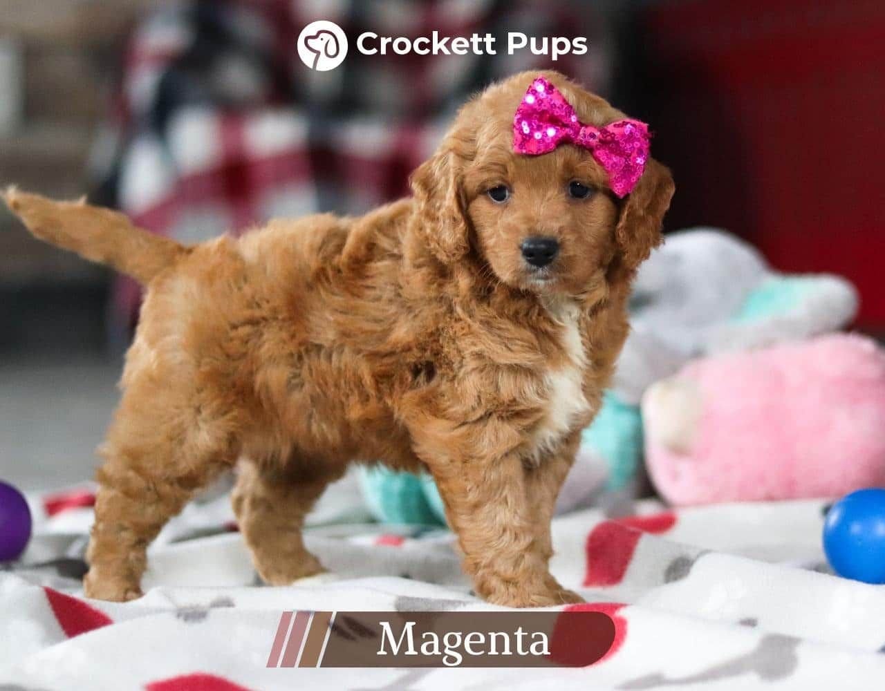 Female Mini Golden Retriever Pup - Magenta