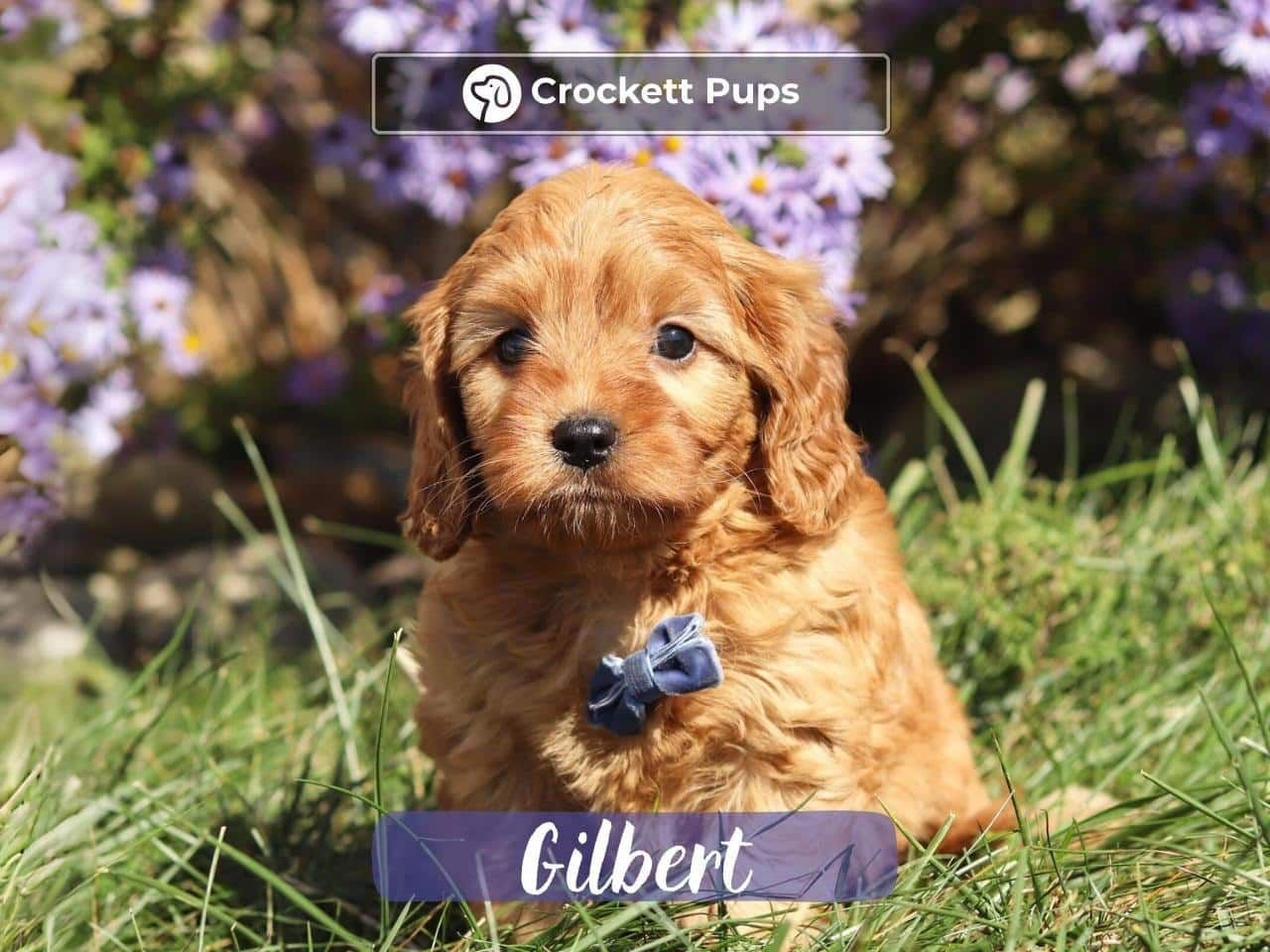 Male Mini Golden Retriever Pup - Gilbert