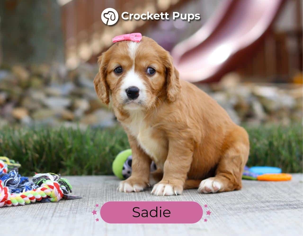 Female Mini Golden Retriever Pup - Sadie