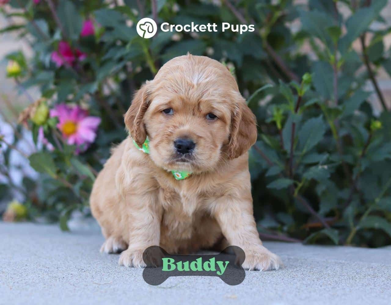 Male Mini Golden Retriever Pup - Buddy