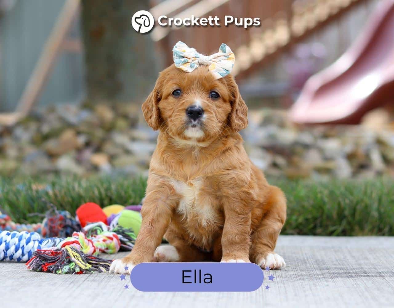 Female Mini Golden Retriever Pup - Ella