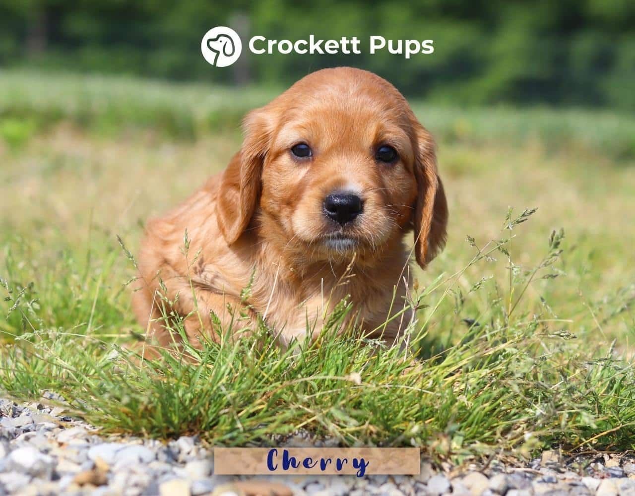 Female Mini Golden Retriever Pup - Cherry