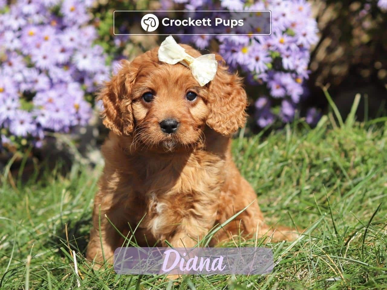 Female Mini Golden Retriever Pup - Diana