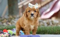 Female Mini Golden Retriever Pup - Ella